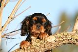 CAVALIER KING CHARLES 734